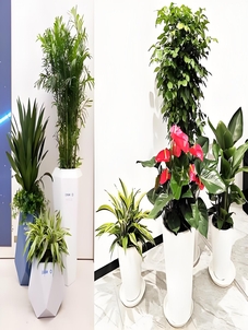 北仑绿植租摆设计，打造独特绿色办公环境！