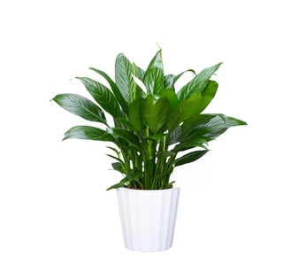 宁波镇海绿化修剪价格 宁波镇海绿化修剪价格